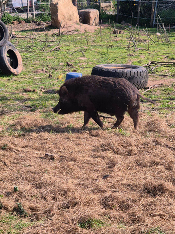 Micro pig, juliana pig, mini pig,