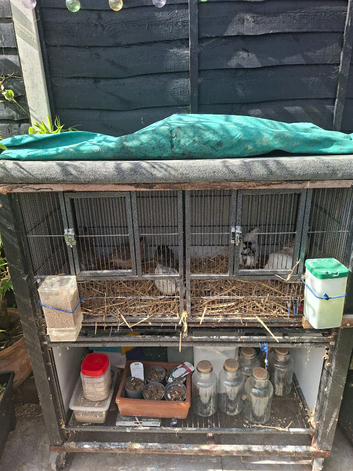 7 mixed quail with hutch