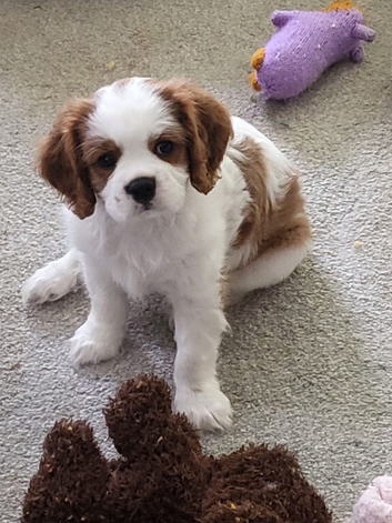 Cavalier king charles spaniel puppy - blenheim