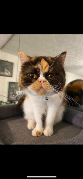 Calico Exotic short haired