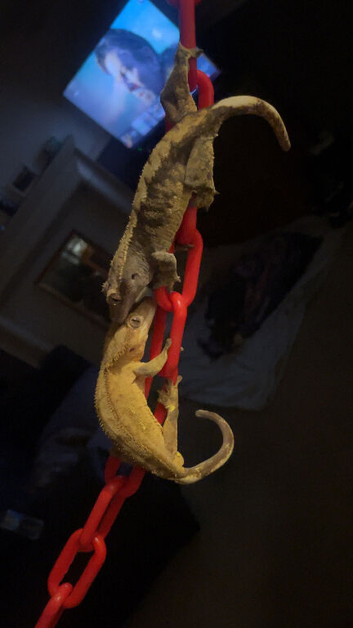 PROVEN BREEDING PAIR + BABY + COMPLETE EXO TERRA SETUP