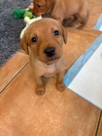 2 Male KC registered Fox Red Labrador READY NOW