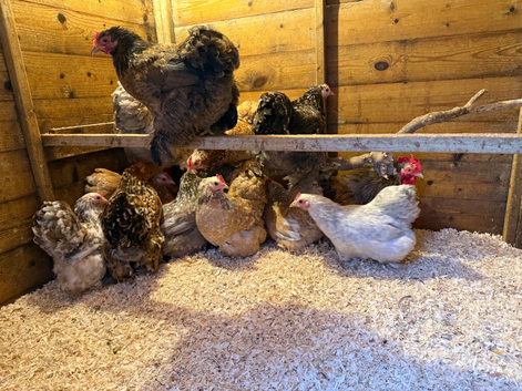 Pekin Bantam Hatching Eggs