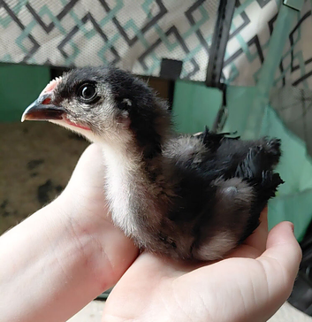 Bantam Orpington Chicks