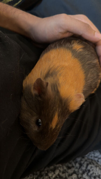 2 guinea pigs & full kit