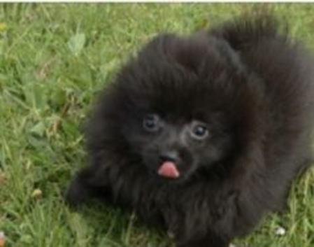 7 months old female pomeranain