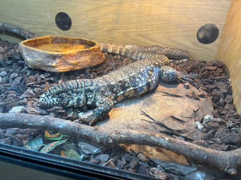 Black and white tegu (comes with everything)