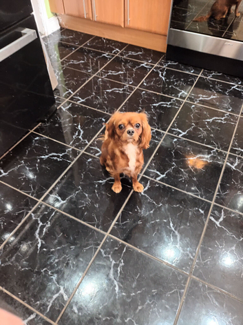 Ruby red cavalier king Charles