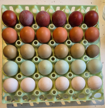 Pure Breed Hatching Eggs