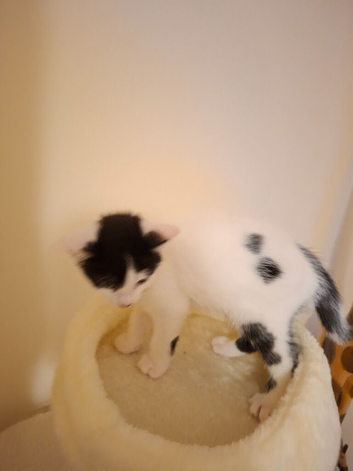 Kitten