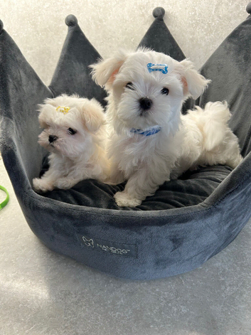KC Reg Maltese Puppies