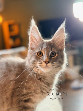 Ready this weekend, TICA registered Maine coon kitten