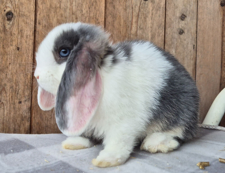 Mini lop babys ready now 1 girl left