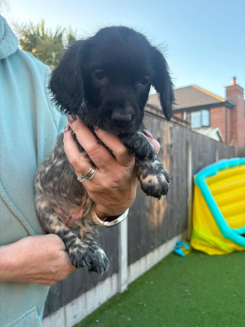 Stunning 3/4 Springer Sprocker Puppies  - Ready Now