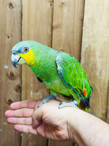 Amzon talking parrot
