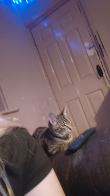 TABBY CAT FOR SELL NEED GONE ASAP