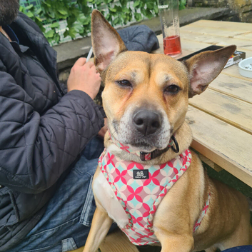 Rehoming