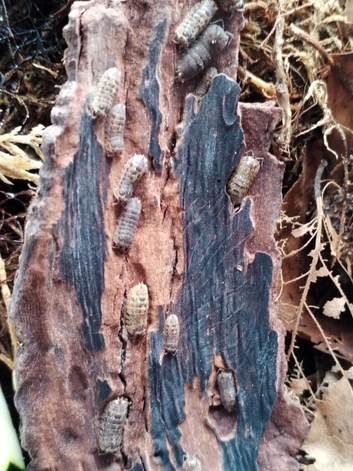 Dryadillo / Sinadillo Starsky Isopod