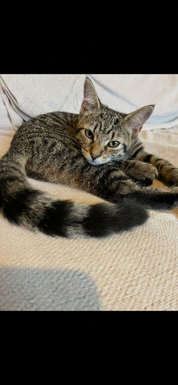 Beautiful tabby girl