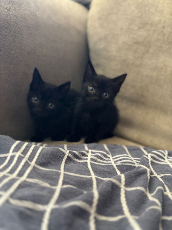 American shorthair x domestic kittens