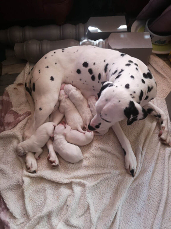 New litter of Dalmatian pups