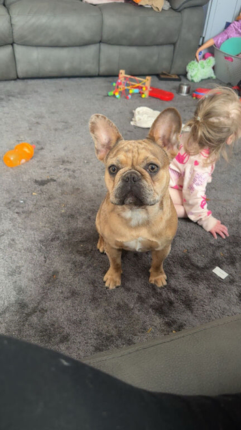 merle french bulldog
