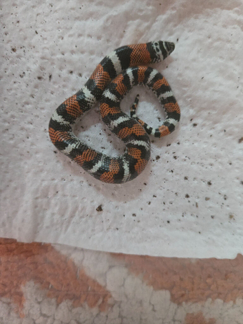 CB26 Tri Colour Hognose (unsexed)