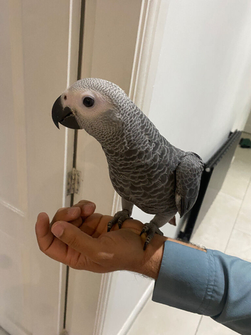 1 MALE LEFT Baby African greys