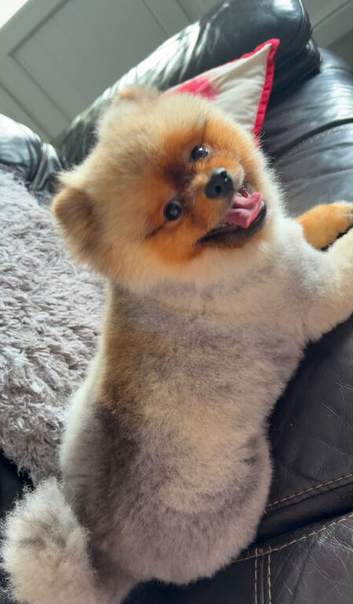 Stunning True-Type Teddy Bear Pomeranian Available for STUD