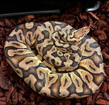 GHI Pastel