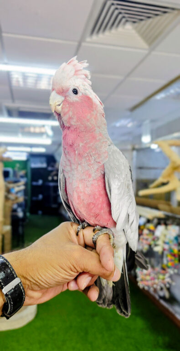 Baby Galah Cockatoo Hand reared available