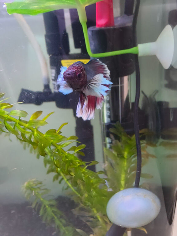 Betta fish bubbles