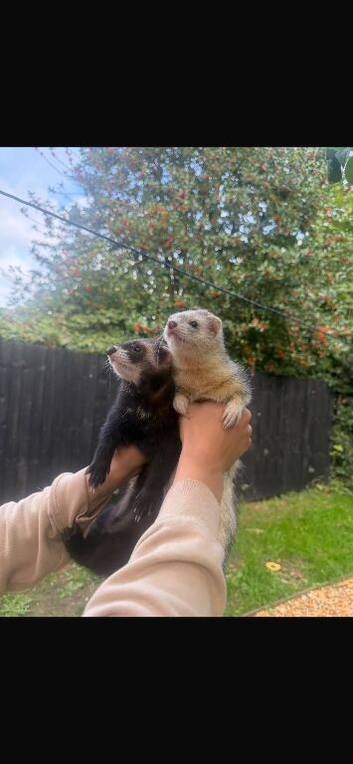 Jill and hob pair