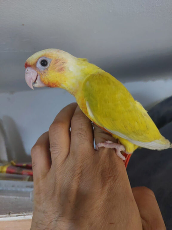 Beautiful hand reared tame conure