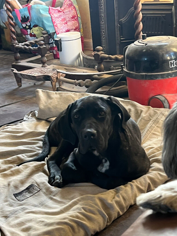 Cane corso puppy