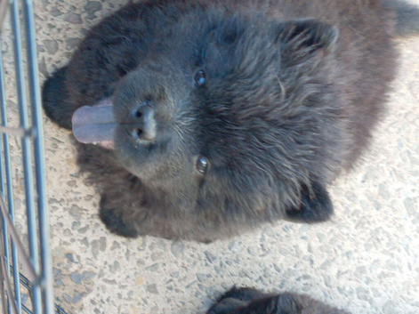 (last boy remaning) Adorable KC Registered Chow Chow Puppies For Sale