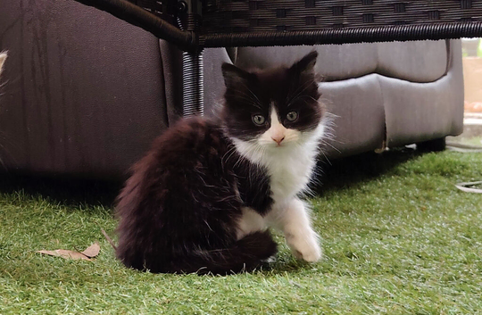 Kittens