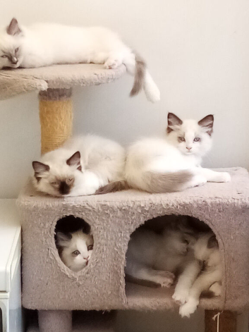 Adorable Pure breed Ragdoll kittens available to everloving homes