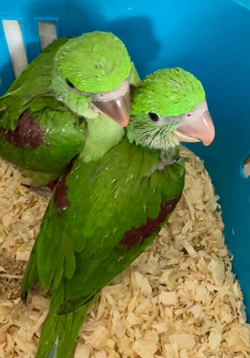 Hand Reared Tame .Talking Baby Alexandrian Parrots