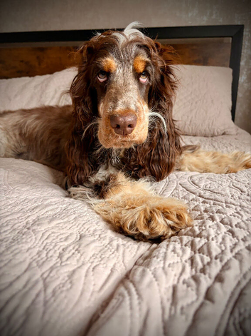 Cocker Spaniel