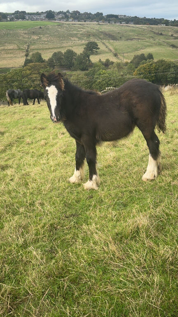 Fell x cob filly