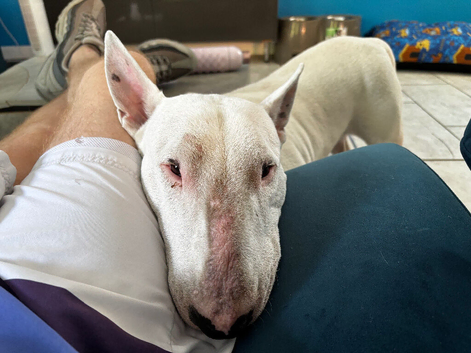 Kc registered English bull terrier for stuf