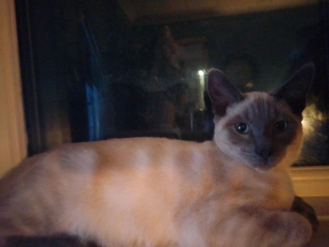 Kittens for sale