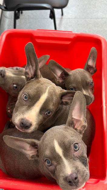 Micro bullies Ready to go