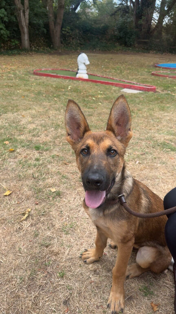 Mali X German Shepard boy