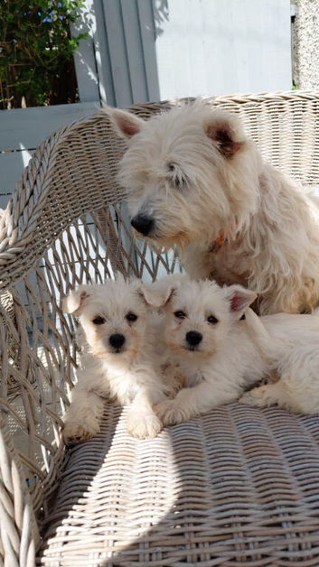 Westiepoo puppies
