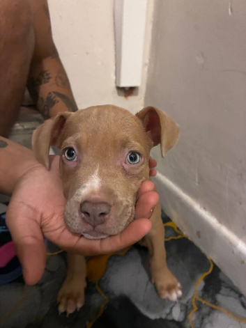 Puppy staffy mixed with Belgium Malinios
