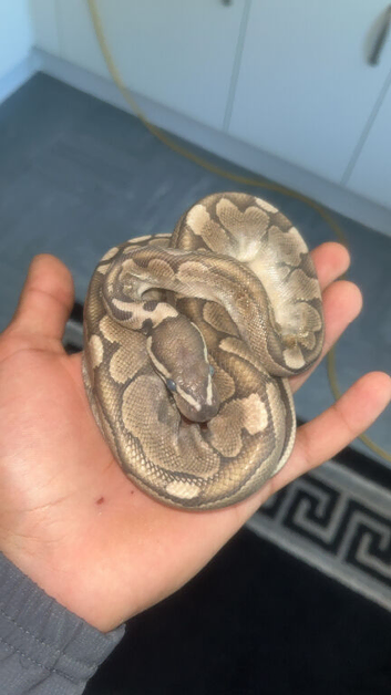 2 ball pythons
