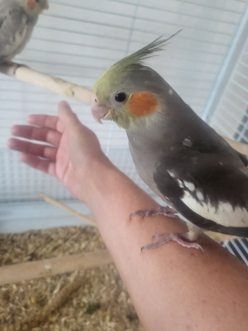 Hand reared super tame baby cockatiels