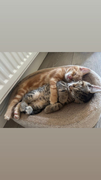 3 adorable kittens looking for their forever homes!